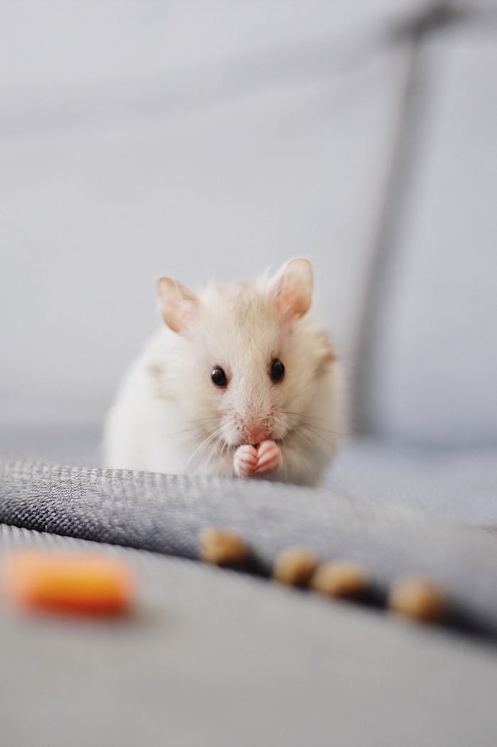 Cute white hamster nibbling food on soft fabric with a blurred background.