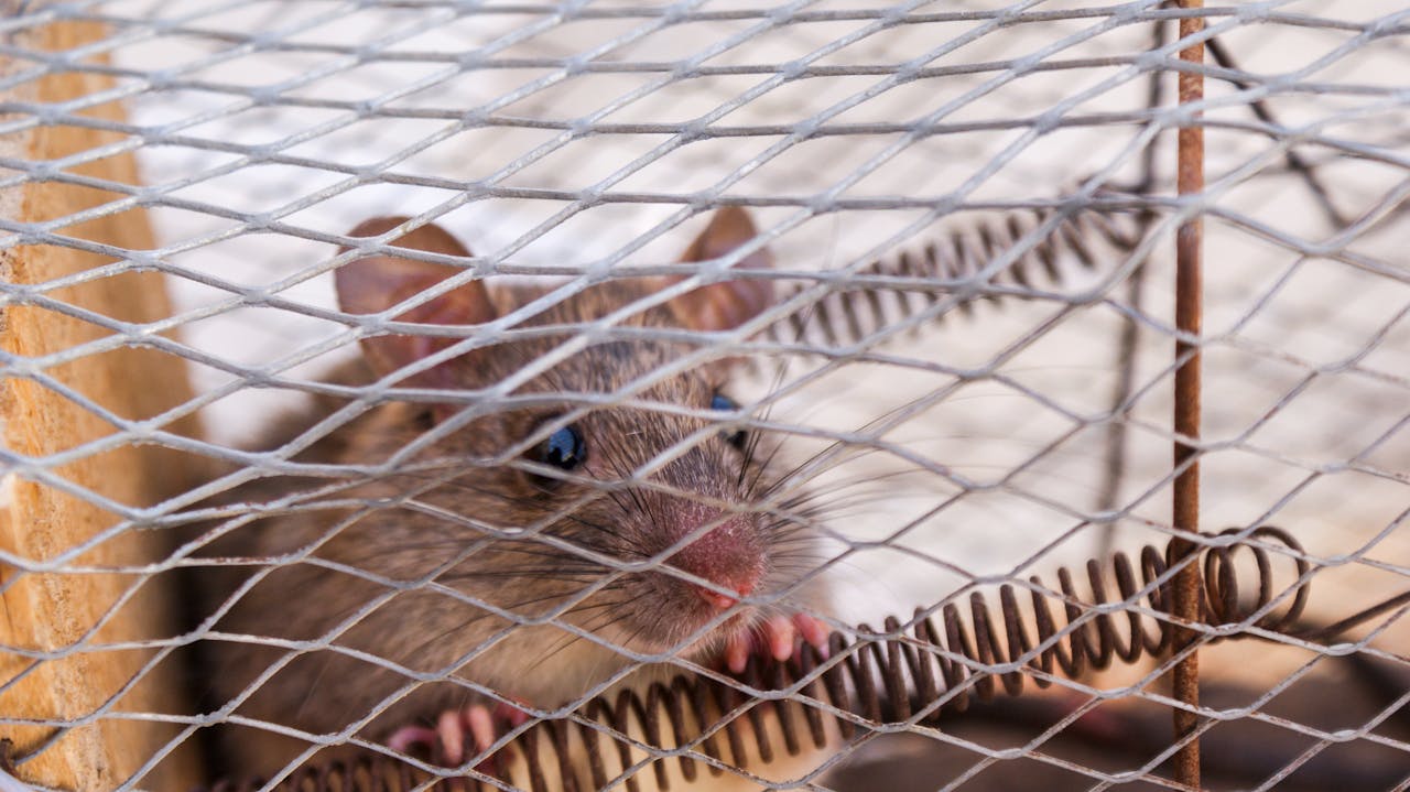 A detailed close-up of a small mouse showcasing its whiskers on a textured concrete surface.