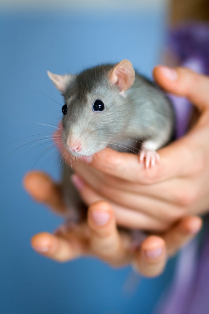 A close-up of a white mouse being gently held in hands, showcasing its adorable features.