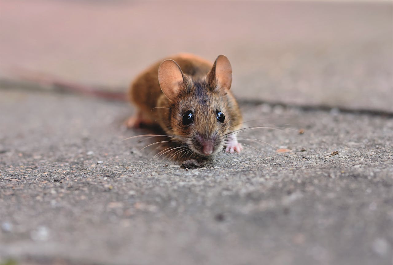 Adorable close-up of a curious domestic rat peeking over a ledge, showcasing its whiskers.