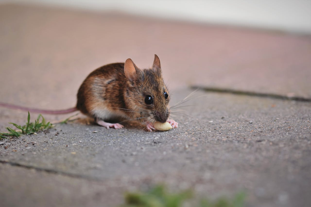 A tiny brown mouse eating on a sidewalk, showcasing its adorable nature.
