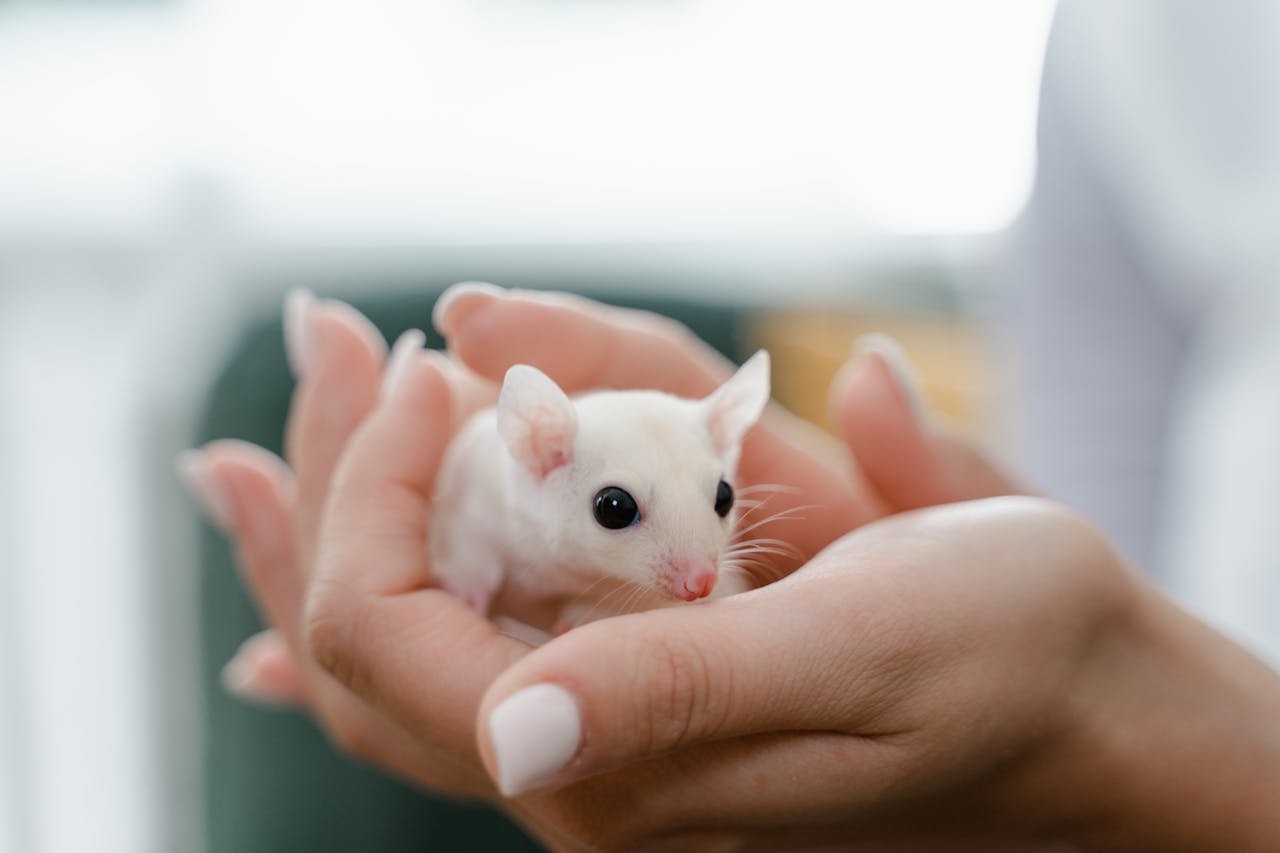 Adorable close-up of a brown mouse nibbling on peanuts with big button eyes and soft whiskers.